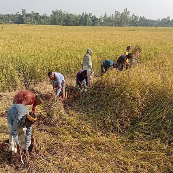 Rice Processing-2