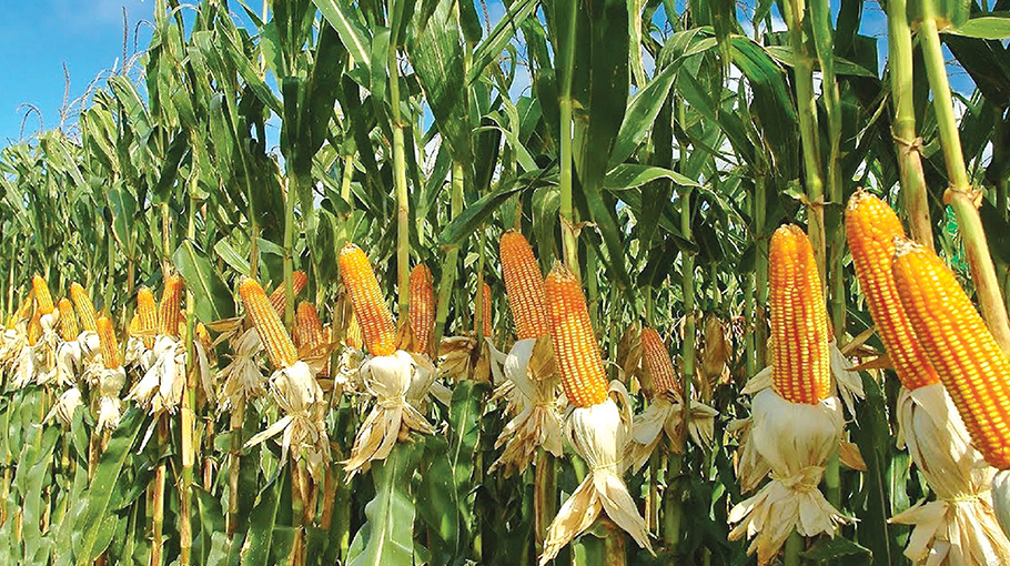 Corn Harvest & Storage-4