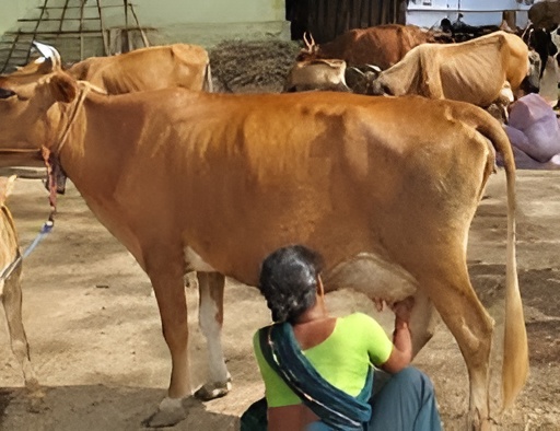 Dairy Trading - 3 (Returns every 3 months)