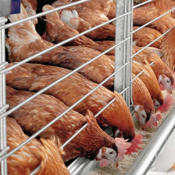 Poultry Trading (Returns every 2 months)