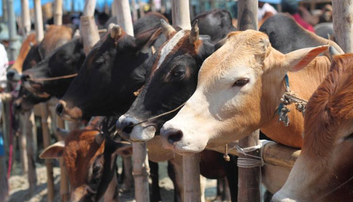 Cattle Farming - 4