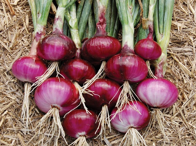 Onion Harvest and Storage-7