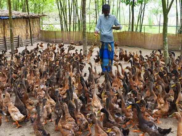 Duck Farming - 3