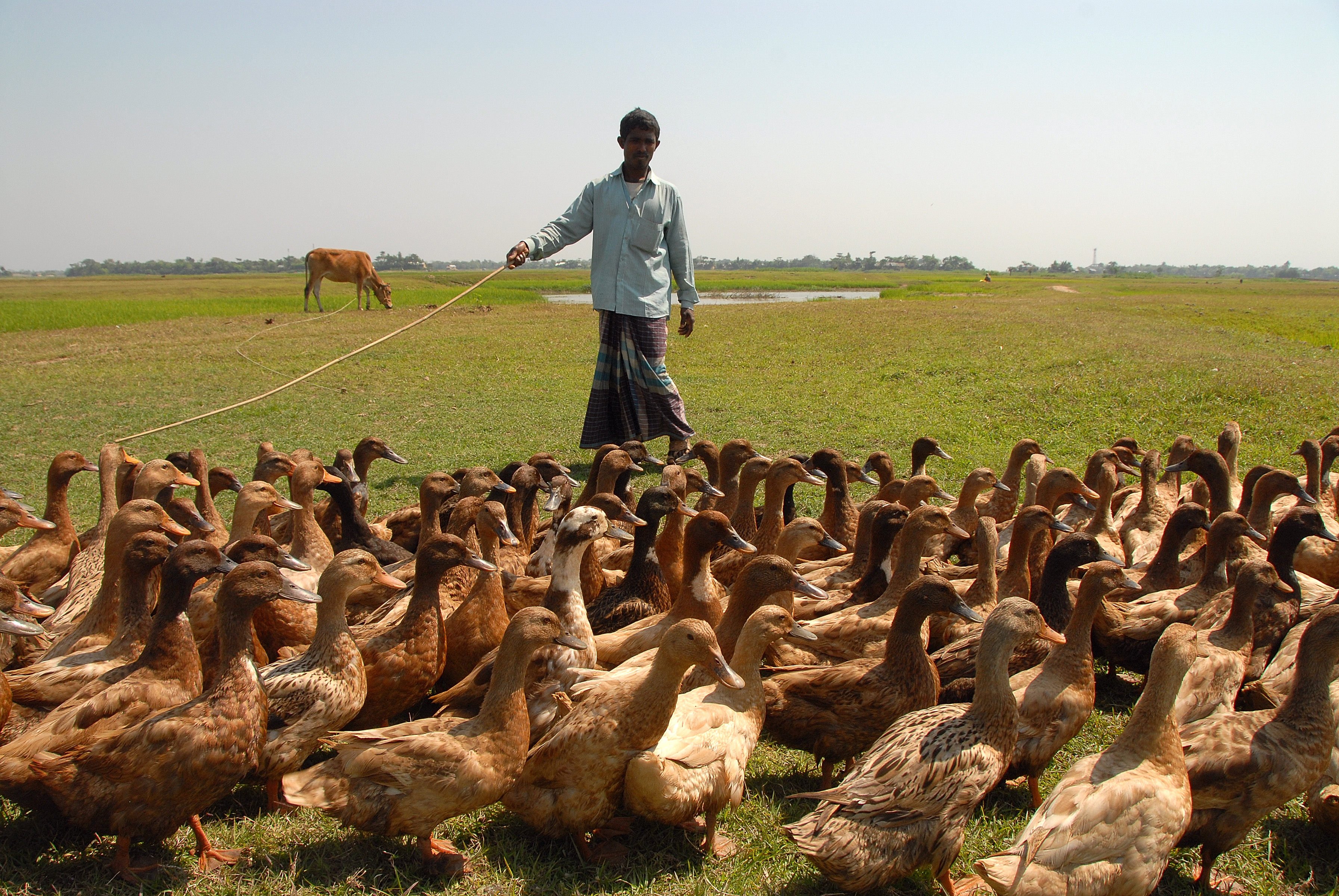 Duck Rearing - 2