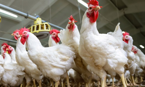 Poultry Farming - 2