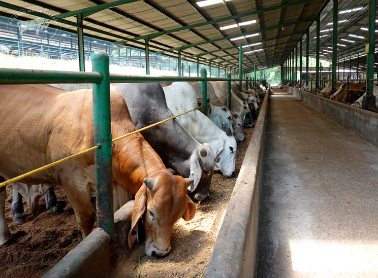 Cattle Farming - 5