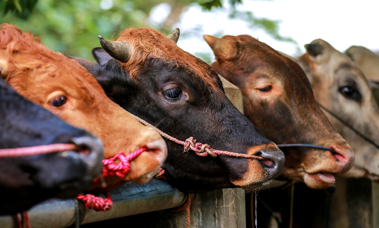 Cattle Trade - 31