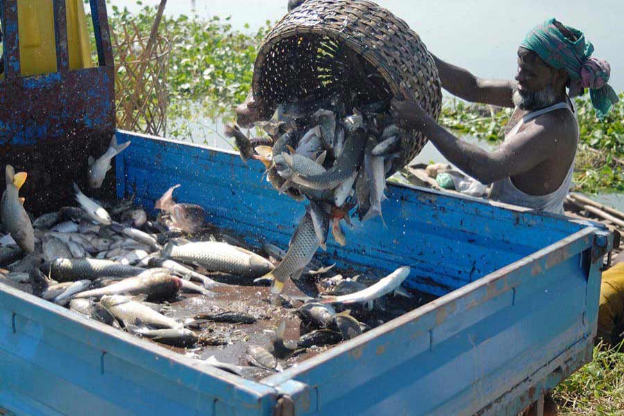 Fish Trade - 5