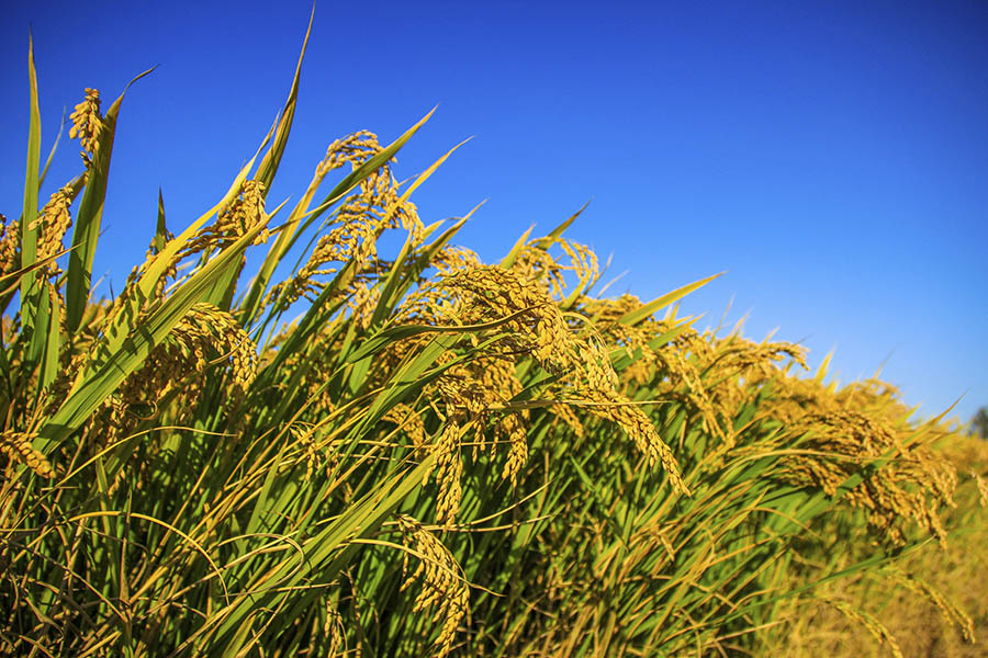 Commodity Trade - 10