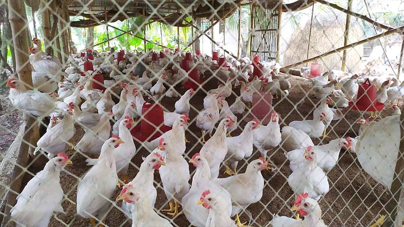 Poultry Trading - 2