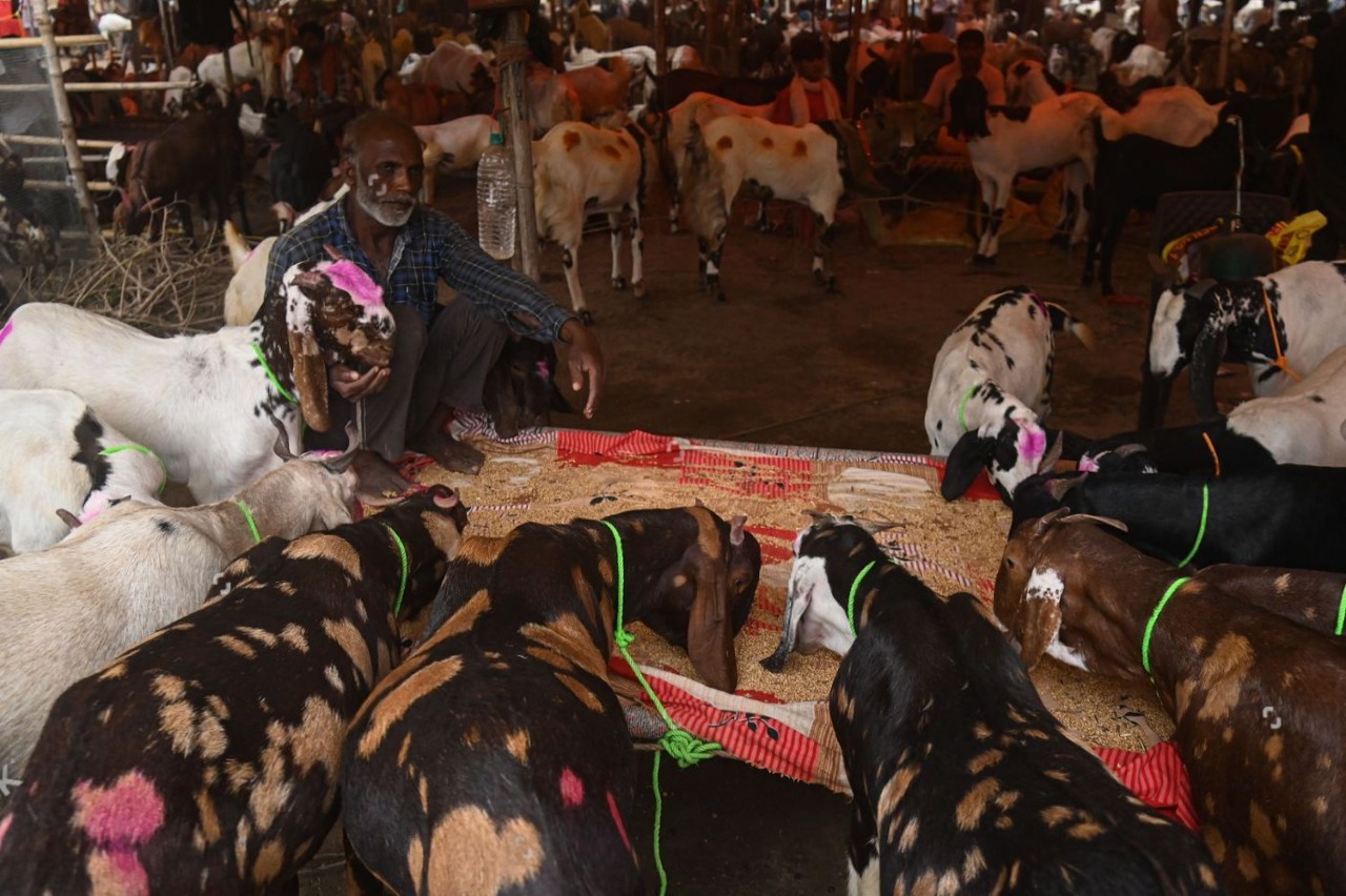 Goat Trading - 1