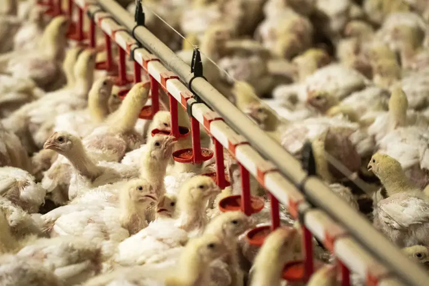 Poultry Trade - 9