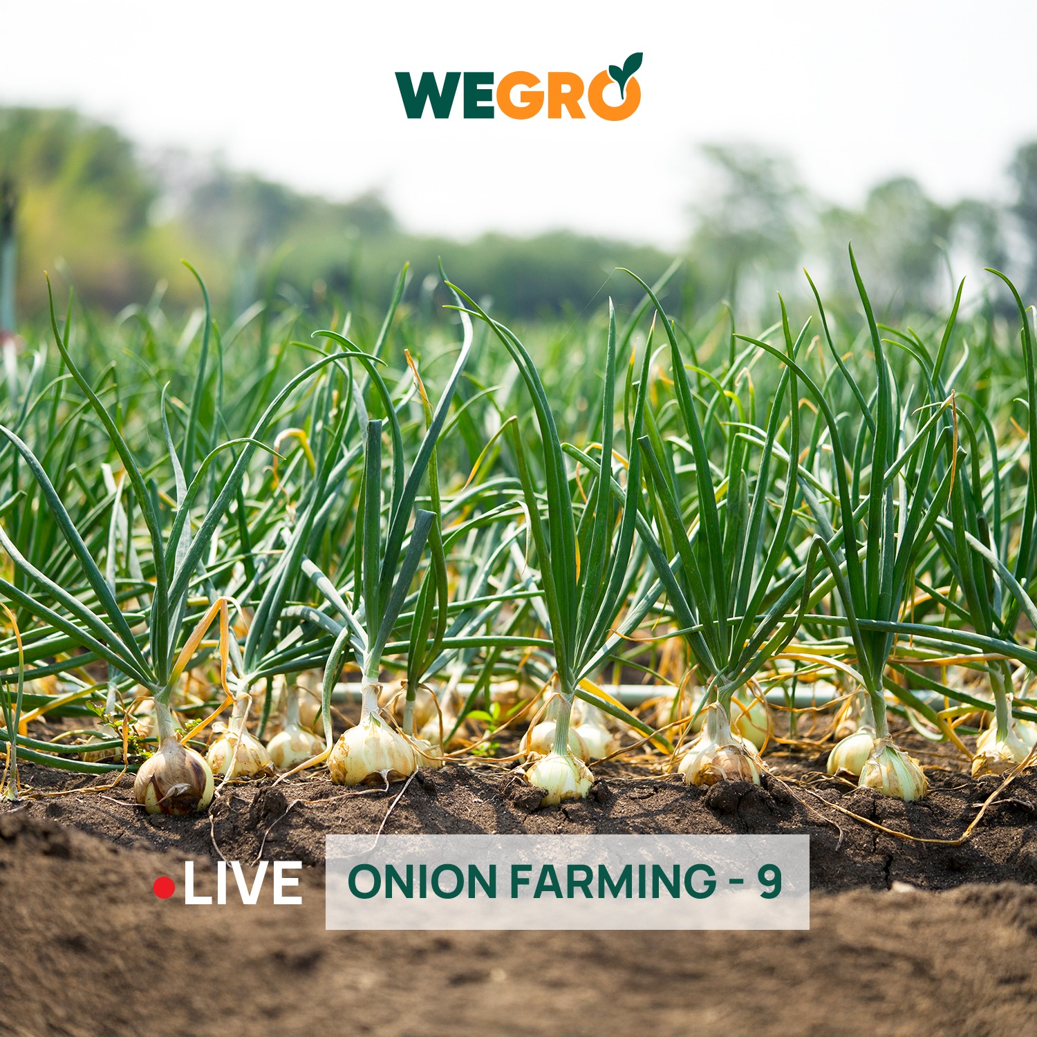 Onion Farming - 9