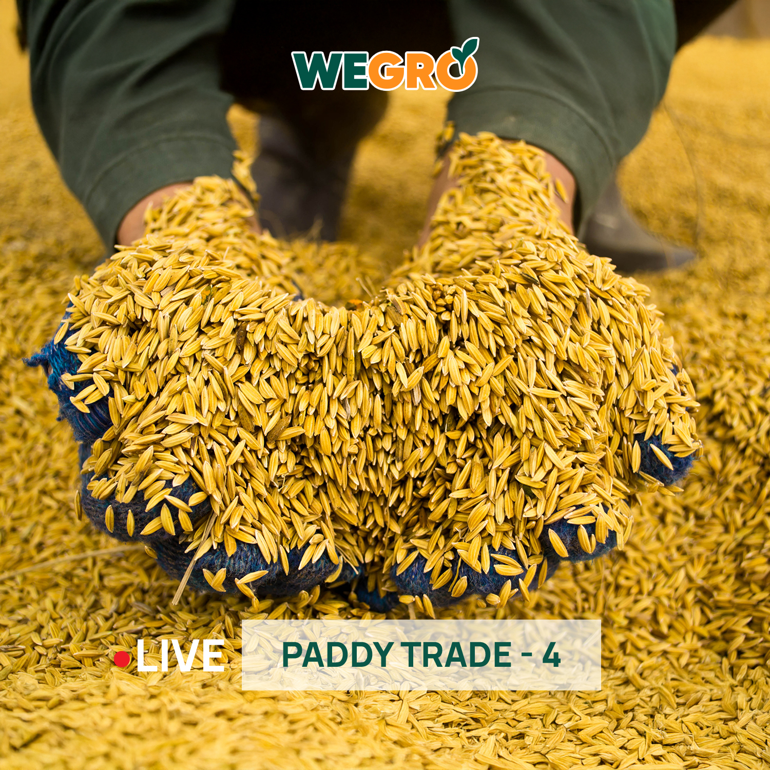 Paddy Trade - 4