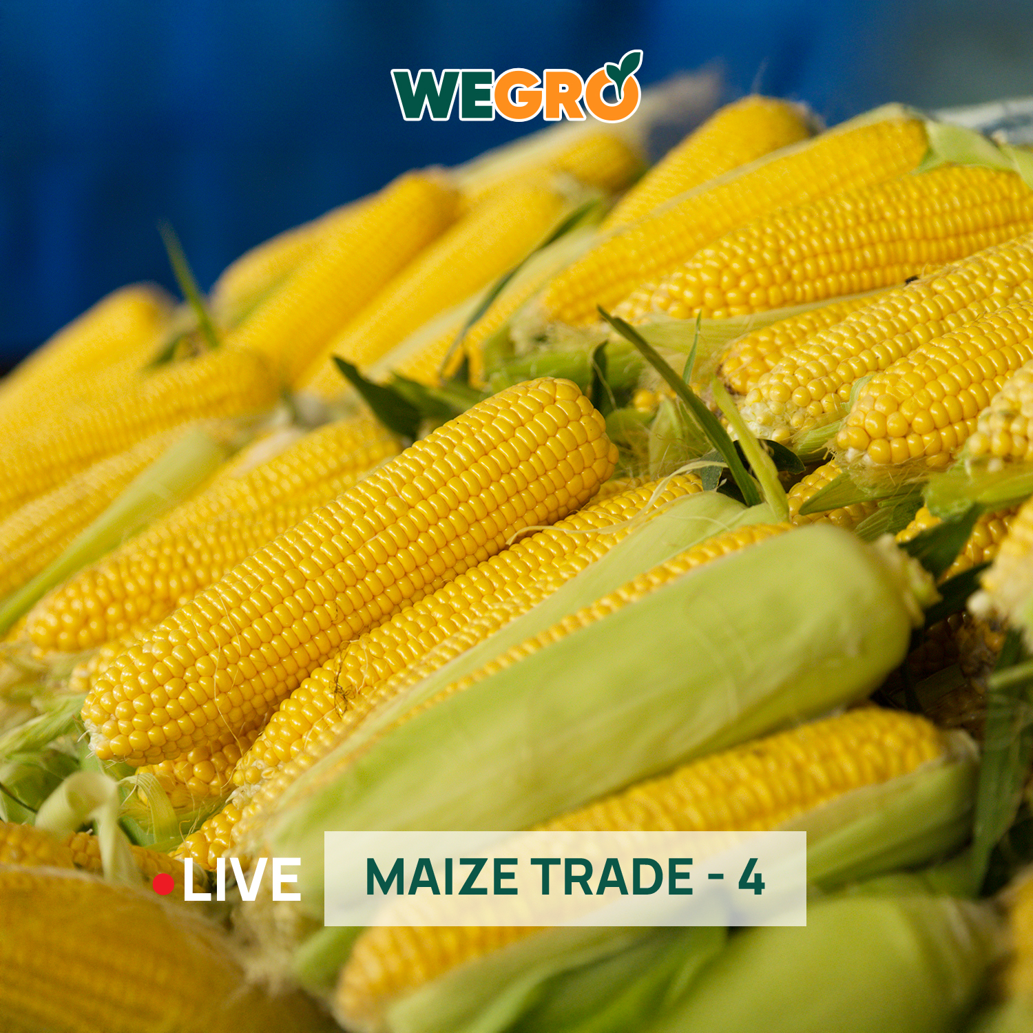 Maize Trade - 4