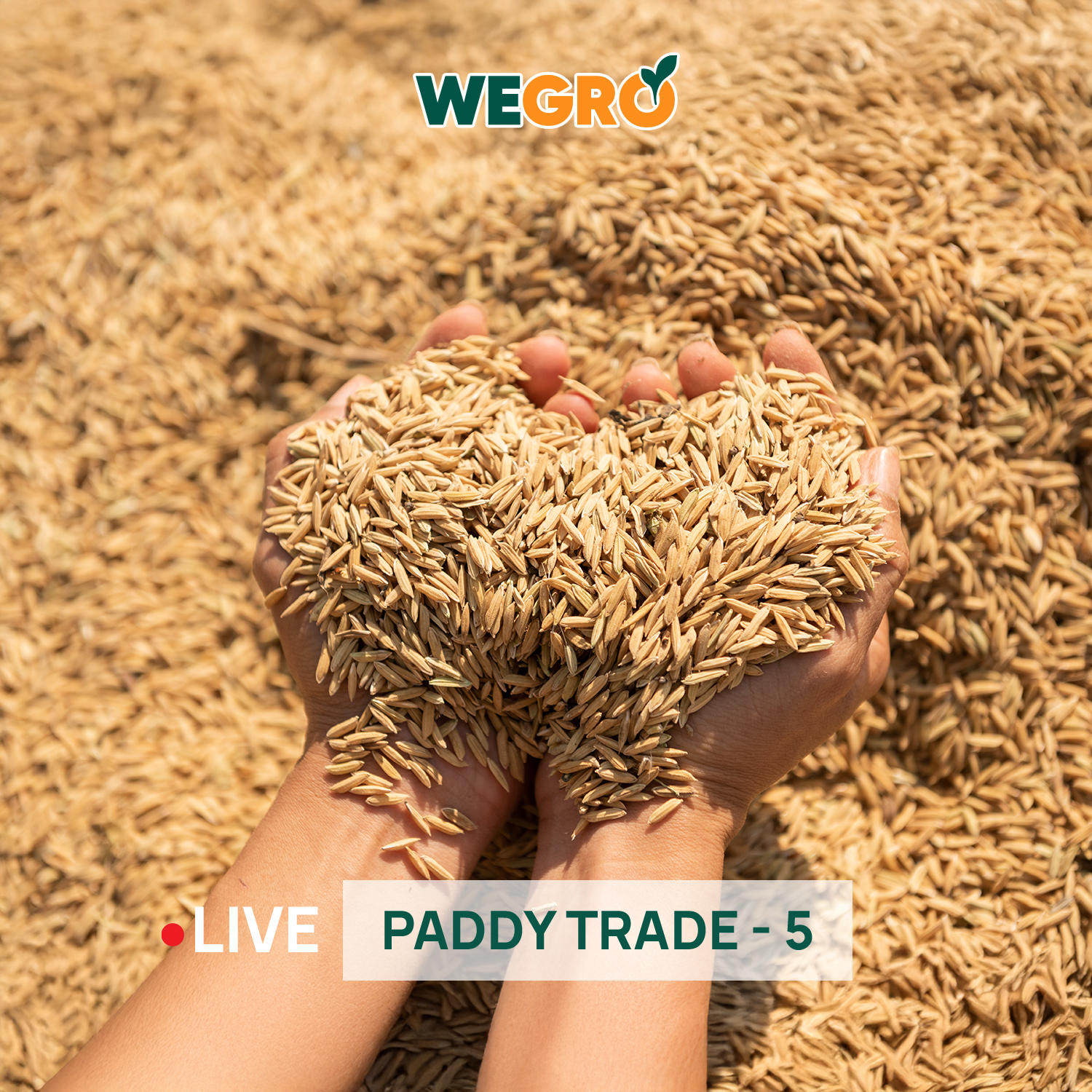Paddy Trade - 5