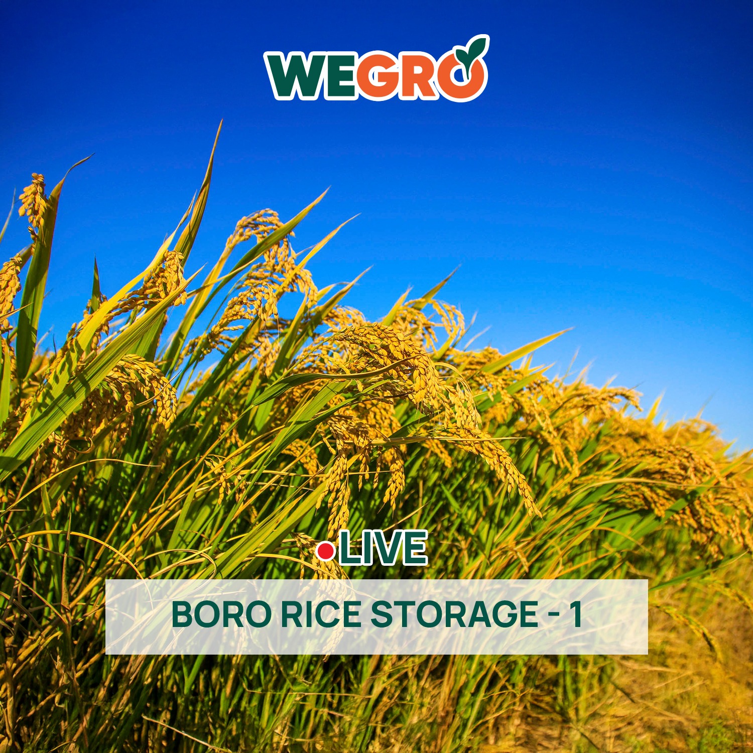 Boro Rice Storage - 1