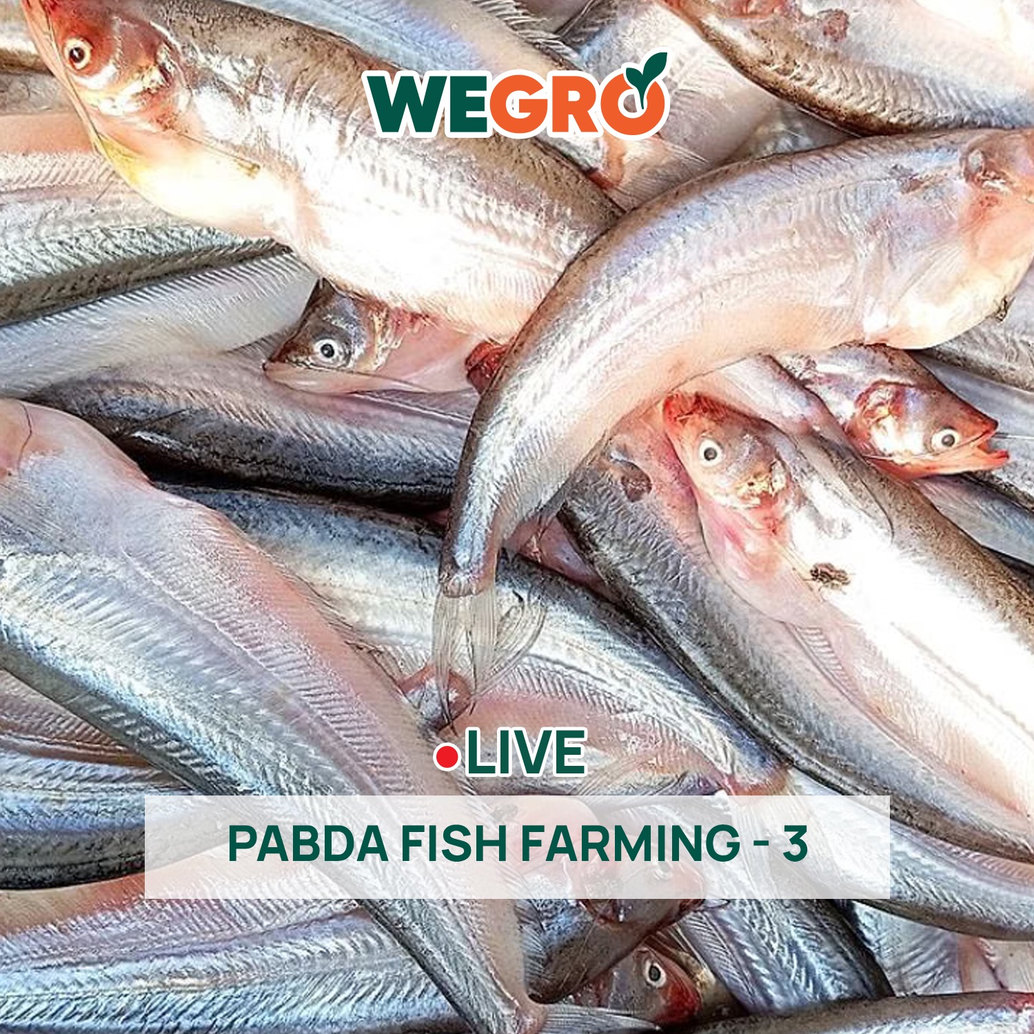 Pabda Fish Farming - 3