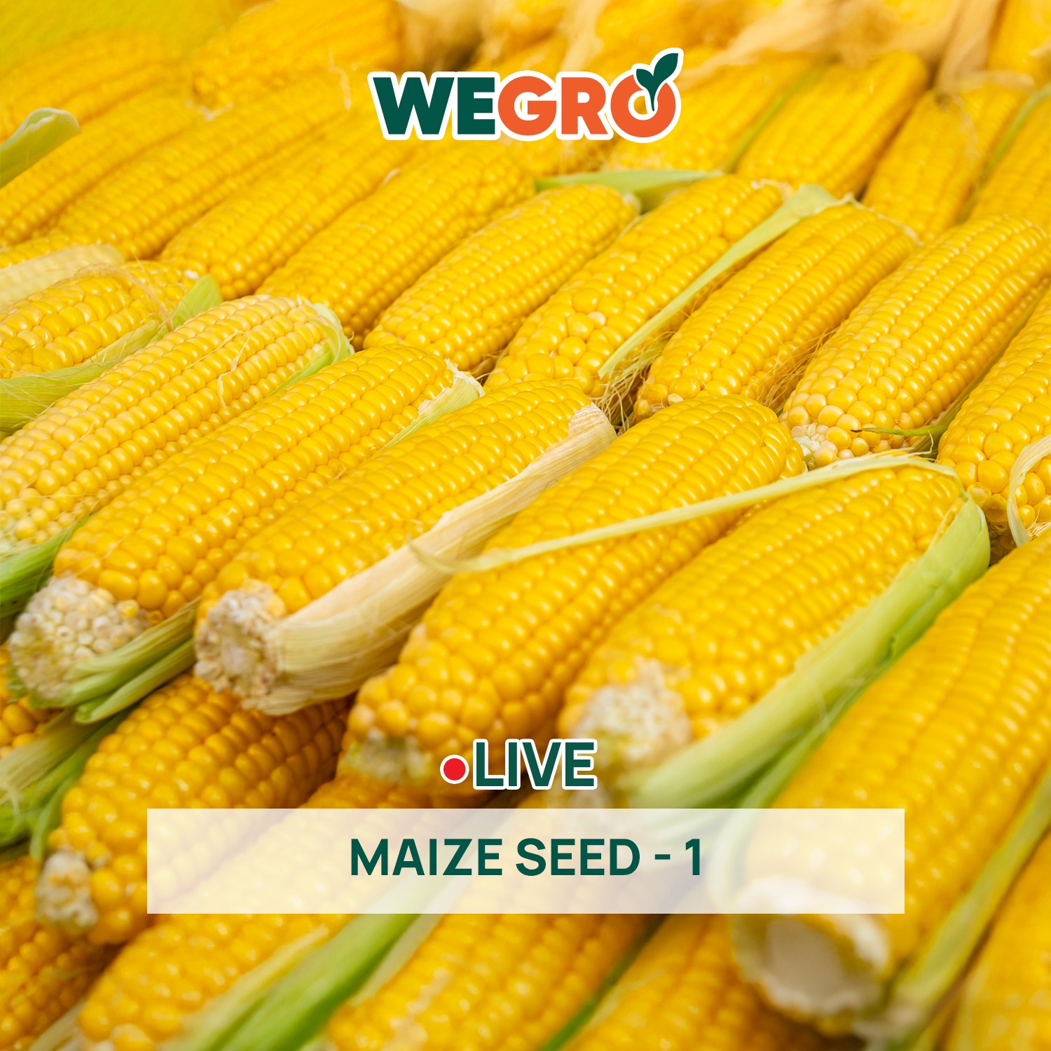 Maize Seed - 1