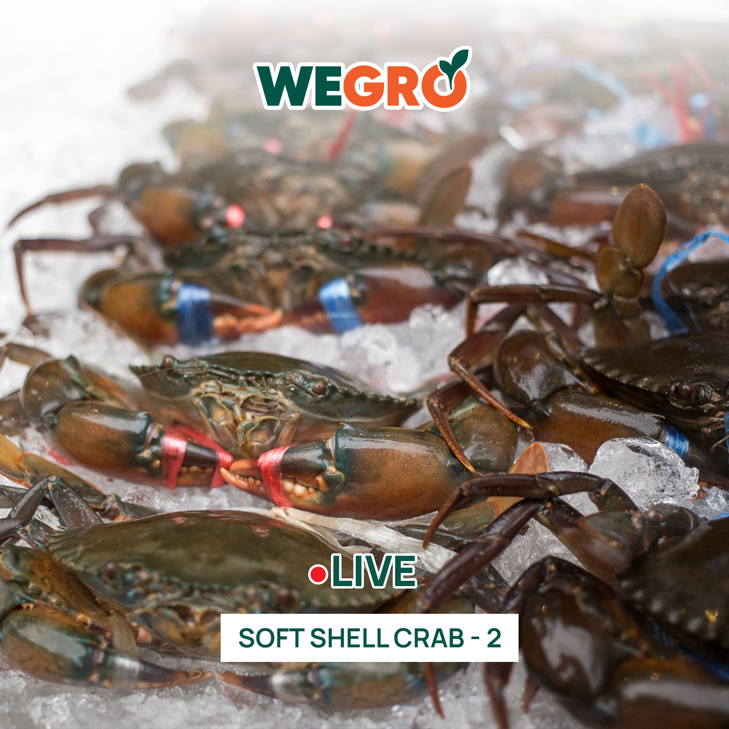 Soft Shell Crab - 2
