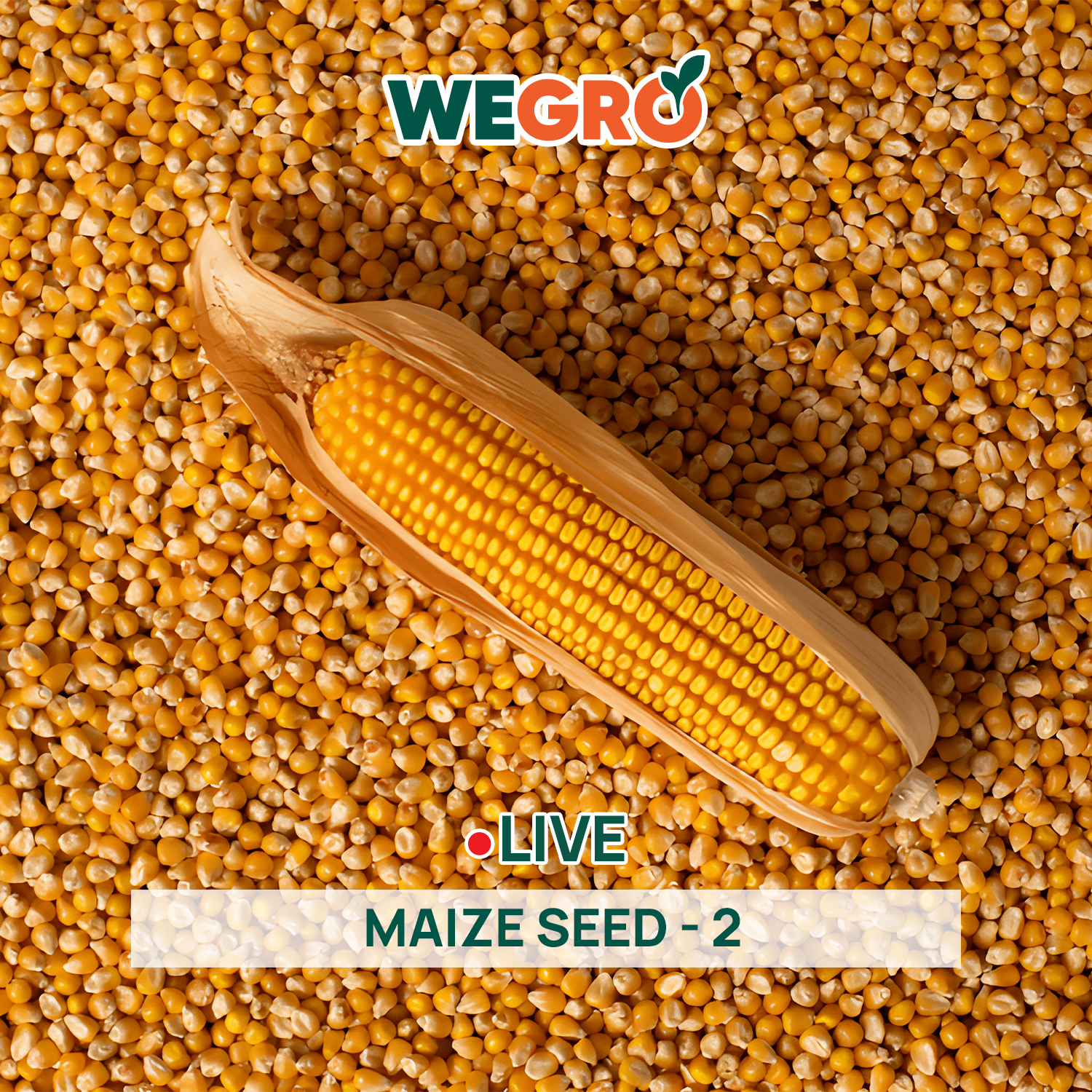 Maize Seed - 2
