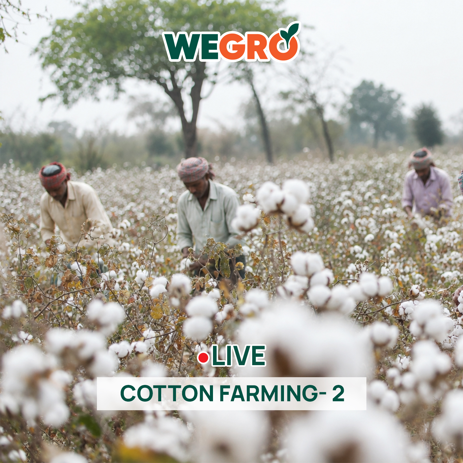 Cotton Farming- 2