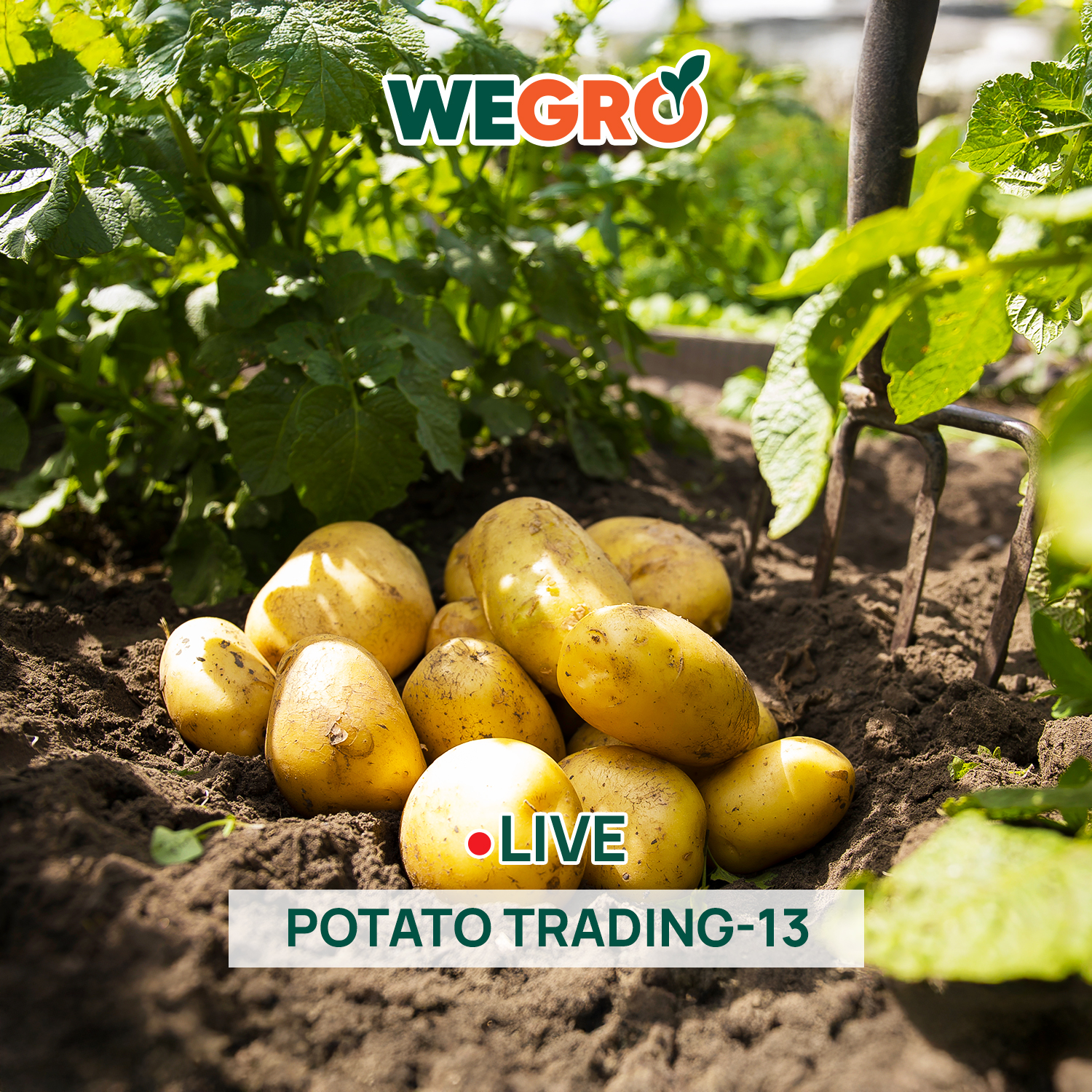 Potato Trading - 13