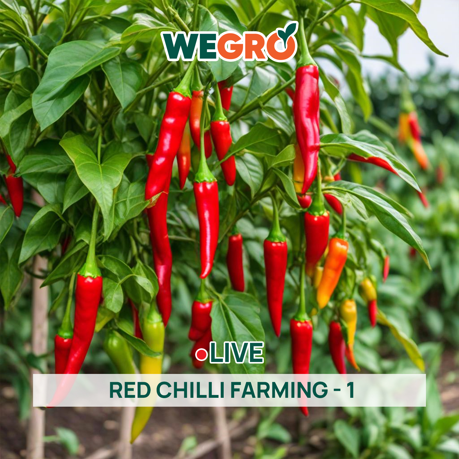Red Chilli farming - 1