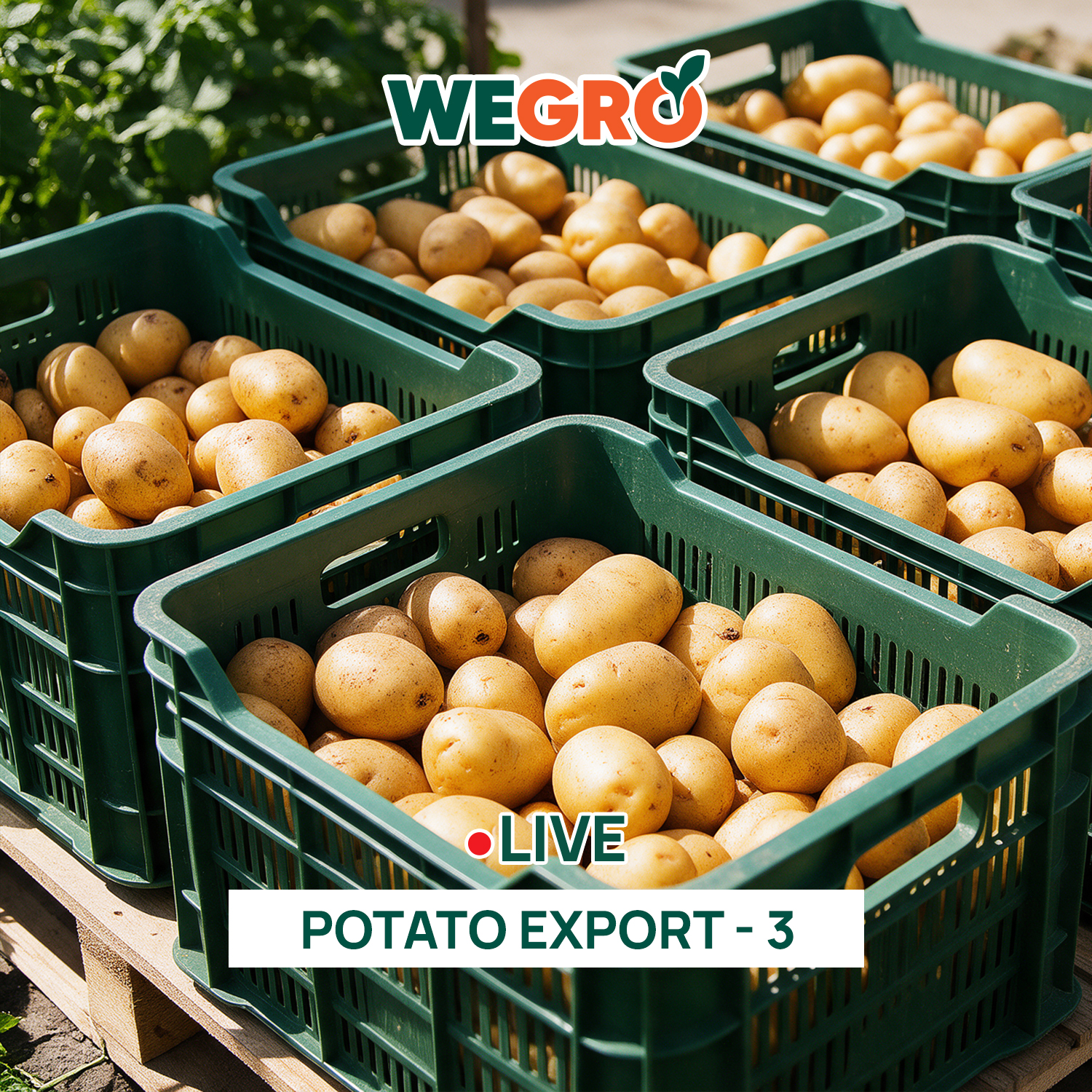 Potato Export - 3